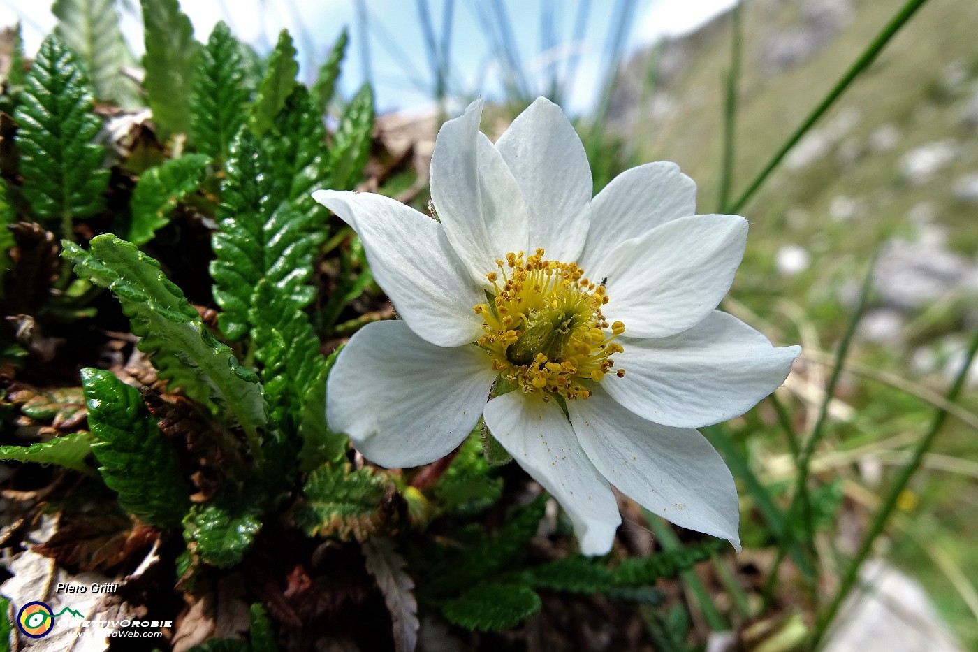 29 Dryas octopetala L. - Camedrio alpino.JPG